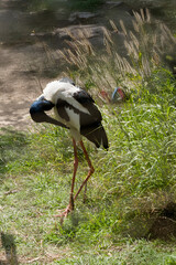 the black necked stork is preening its feathers