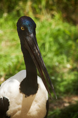 this is a close up of a black necked stork