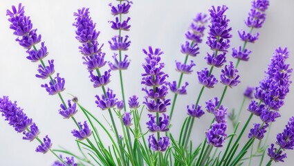 Isolated violet lavender herb flower on a white backdrop.