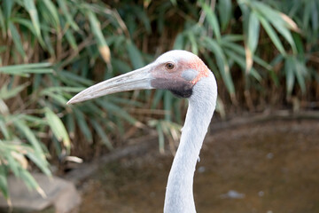 this is a close up of a brolga