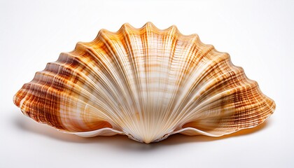 Obraz premium sea shell an isolated on white background