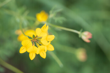 Bird's-foot-trefoil, yellow wildflowers