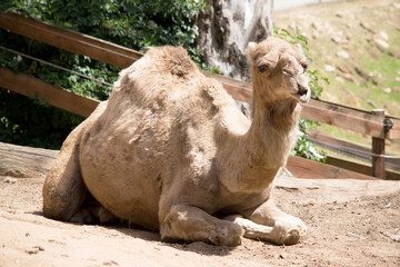 the camel is rest on the ground