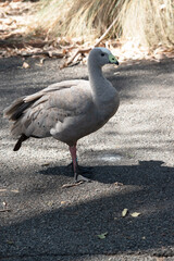 this is a side view of a cape barren goose
