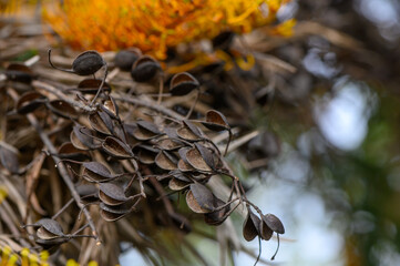 Grevillea Robusta Tree Growing in Cyprus