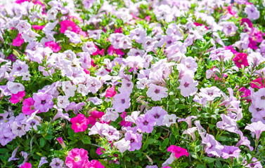 Fototapeta premium Beautiful blooming mixed pink purple Petunia bells flowers, floral wallpaper background with blooming colorful petunias flowers.