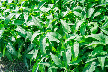 Obraz premium Water spinach in the fresh morning grows in the farm.