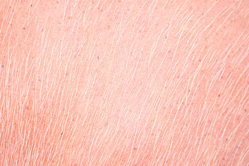 Close up pink freckled skin with white fur of albino buffalo in Thailand.