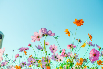 Fototapeta premium Field of Pink cosmos flowers blooming in garden,wild pink cosmos flowers in spring day,autumn season,view of the various cosmos flowers,Selective focus.