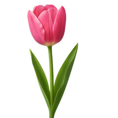 Fototapeta premium pink tulip isolated on transparent or white background png