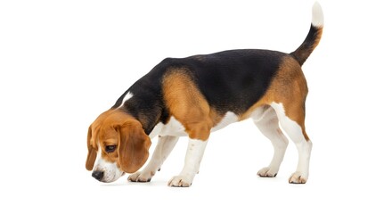 Curious Beagle Dog Sniffing the Ground, Studio Shot