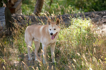 Fototapeta premium the golden dingo is in the forest