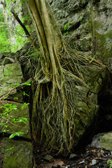 The base of tropical tree with large buttress roots at the edge of rock in the jungle of Thailand. Tree root ground view.Vertical.