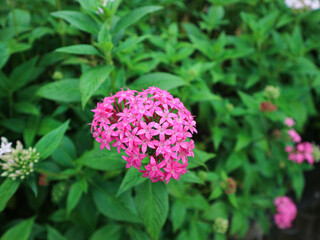 Photos of colorful garden plants: bright red-yellow Coleus, bright and pale pink Pentas flowers, and soft purple False Heather flowers