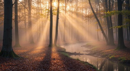 Enchanted Forest: Sunlight Streaming Through Misty Woods, Autumnal Scene - Photo