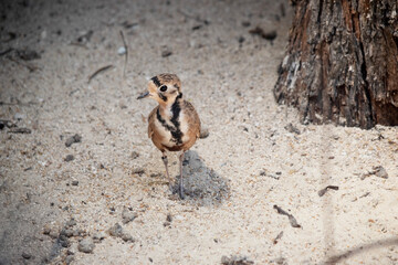 the inland dotterel is walking on sand