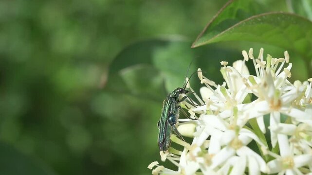 Thick-Legged Flower Beetle (Oedemera nobilis) male eating pollen from an umbellifer. May, Kent, UK [Slow motion x10]