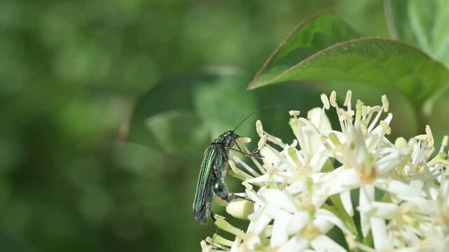 Thick-Legged Flower Beetle (Oedemera nobilis) male eating pollen and walking over an umbellifer. May, Kent, UK [Slow motion x5]