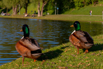 A pair of cute ducks on a lake. Beautiful ducks close up on a calm lake  in an spring day.