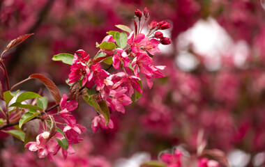 Close-up of a blooming apple tree on a sunny spring day. Beautiful background with pink flowers of...