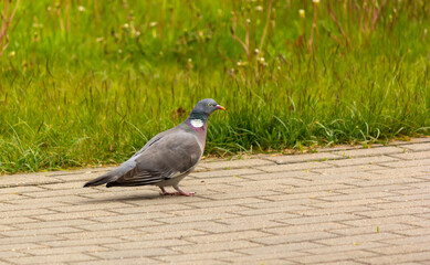 Vyakhir. A big wild pigeon on the path