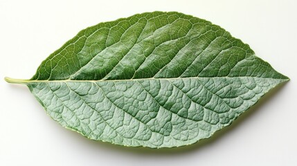 Obraz premium Close-up of a Single Green Leaf