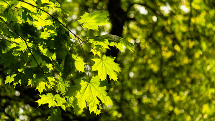 Spring background with fresh maple leaves in sunlight
