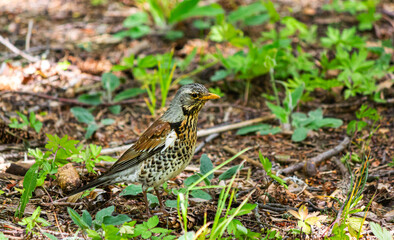 Bird blackbird on the ground in the forest close-up