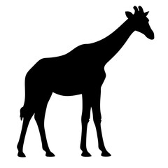 Majestic Giraffe Silhouette Stands Tall Against a Clean White Backdrop