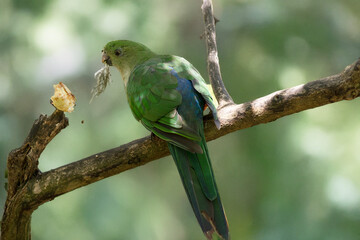 the female king parrot is perched on a branch eating