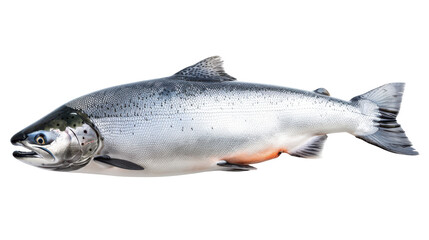 Naklejka premium Fresh Atlantic salmon fish isolated on white background, showcasing its natural beauty