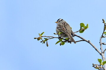 A White-crowned Sparrow (Zonotrichia leucophrys) perched on a tree branch with a blue sky background.