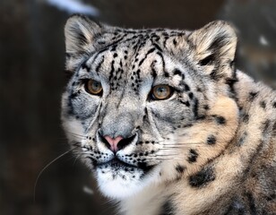 snow leopard portrait