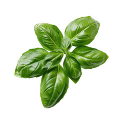Fototapeta premium Fresh basil leaves arranged artistically on a white background, ideal for culinary uses