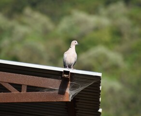 black headed gull,  bird, 