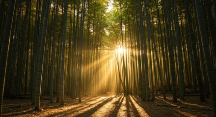 Naklejka premium Bamboo Forest with Sunlight, Natural Light, Nature Photography