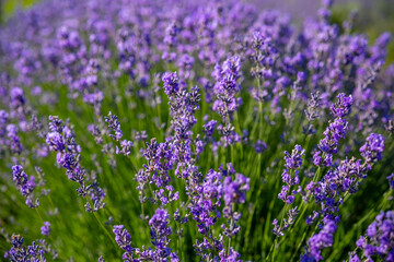 Obraz premium Beautiful image of lavender field over summer sunrise landscape. Blooming lavender field close-up.