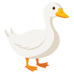 A white duck with an orange bill and feet stands looking to the left with white background