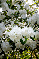 Rhododendron Flower, Snow Queen Variety
