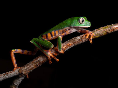 Callimedusa tomopterna, Barred Monkey Frog