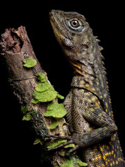 Obraz premium Uranoscodon superciliosus, Tamaquaré