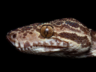 Corallus hortulana, Amazon tree boa