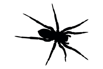 A striking black silhouette of a spider with its legs spread wide against a clean white background