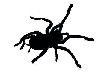 Vector art of Silhouette of a spider isolated on white background