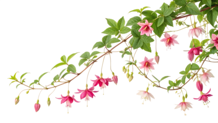 creeper with spring season flowers isolated on white background PNG.AI GENERATED