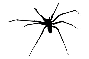 Vector art of Black spider silhouette isolated on white background