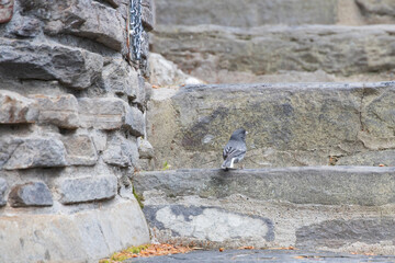 Slate colored dark-eyed Junco