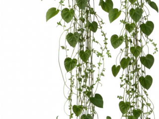 Green Creeper Plant Vines,  Trailing Money Plant Leaves, Botanical Creeper Clipart with Vines and Leaves, PNG on White Background