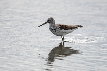 Common Greenshank
