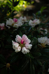 Rhododendron Flower (Rhododendron yakushimanum)